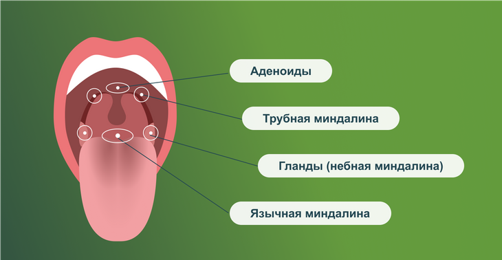 Анатомия горла