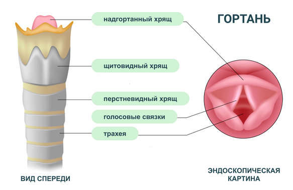 Анатомия горла