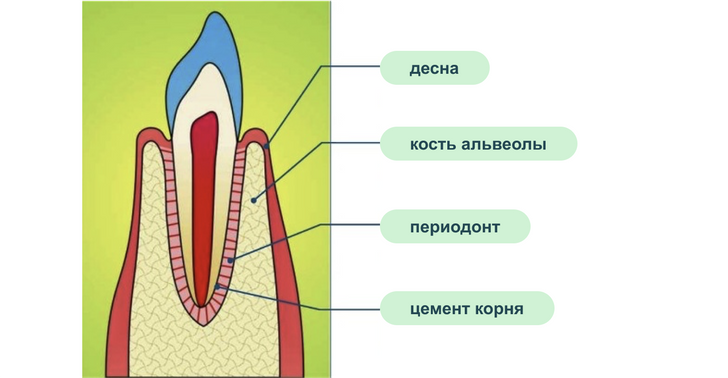 Заболевания дёсен при COVID-19