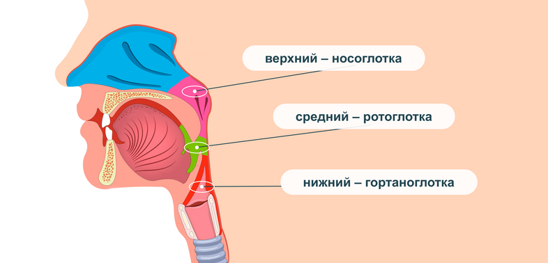 Строение глотки: носоглотка, ротоглотка, гортаноглотка