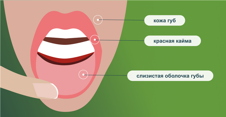 Строение губ