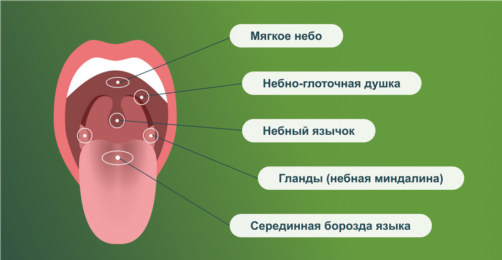 Строение ротоглотки