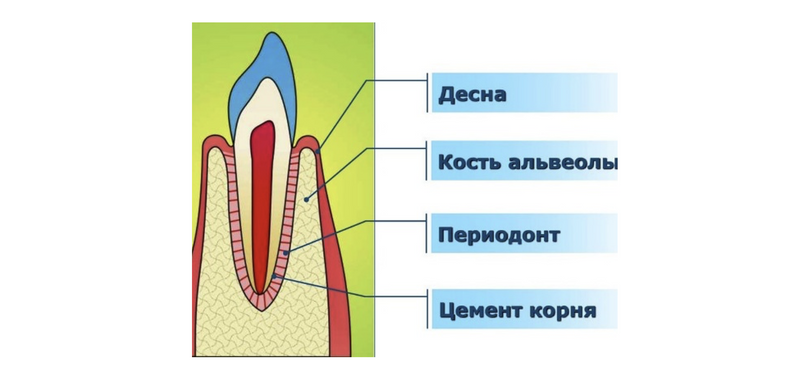 Строение зуба